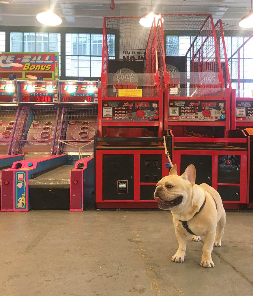 French Bulldog Love Industry City