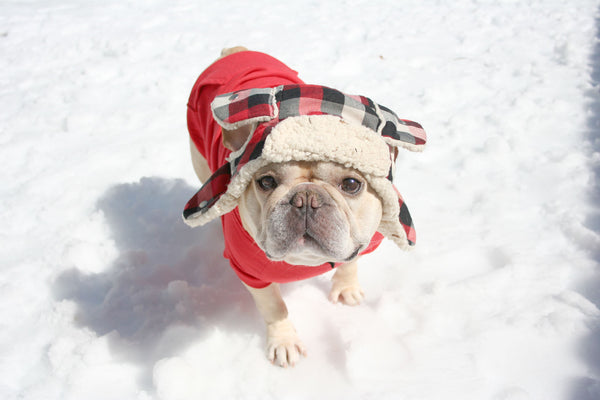 French Bulldog Snow Day Photos