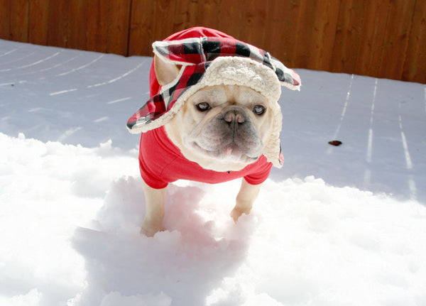 French Bulldog Snow Day Photos