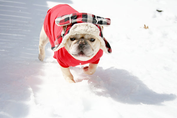 French Bulldog Snow Day Photos
