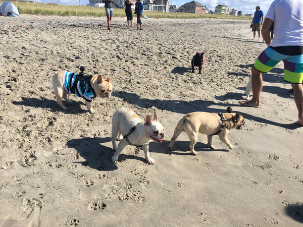 Romeo French Bulldog Beach Party 