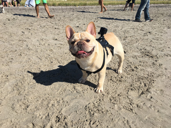 Romeo French Bulldog Beach Party 