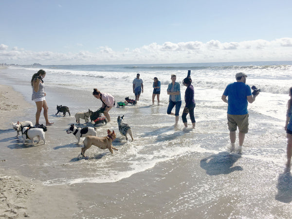 French Bulldog Beach Party