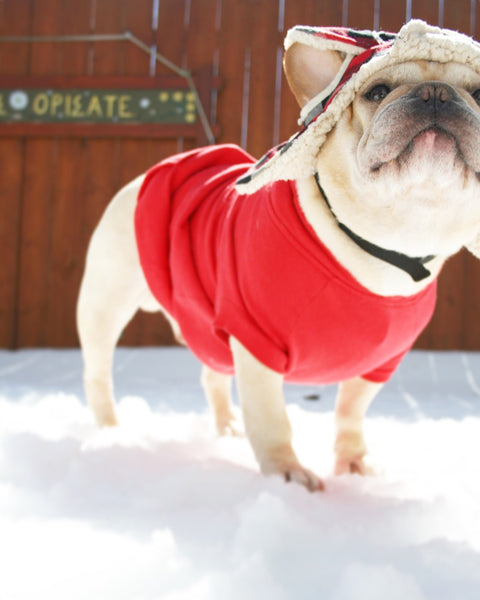 French Bulldog Snow Day Photos