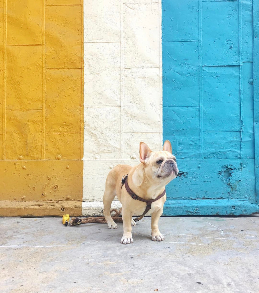 French Bulldog Love Industry City