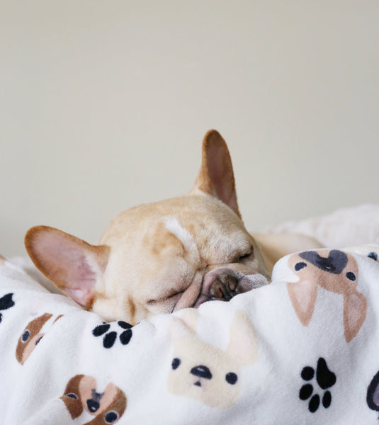 @ohhhromeo sleeps French Bulldog Love contest