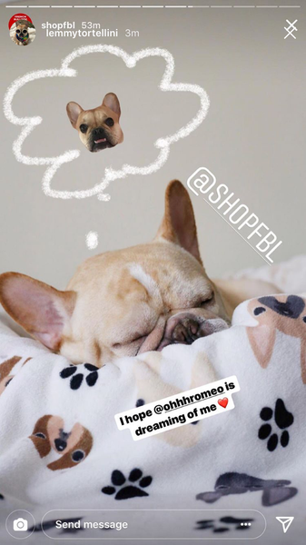 French Bulldog Love Instagram Contest