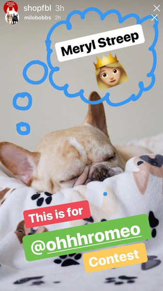 French Bulldog Love Instagram Contest