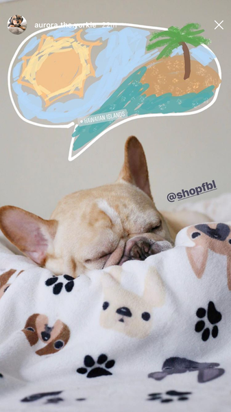 French Bulldog Love Instagram Contest