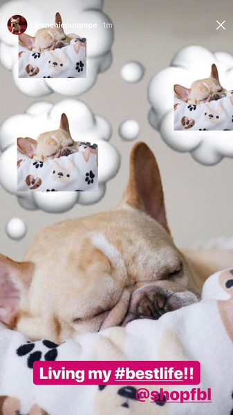 French Bulldog Love Instagram Contest