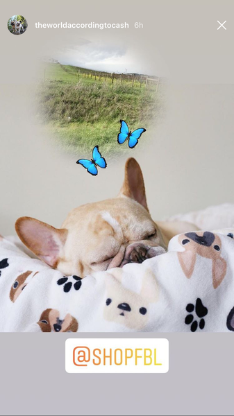 French Bulldog Love Instagram Contest