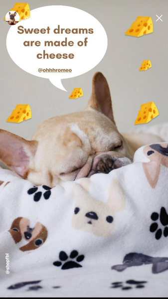 French Bulldog Love Instagram Contest