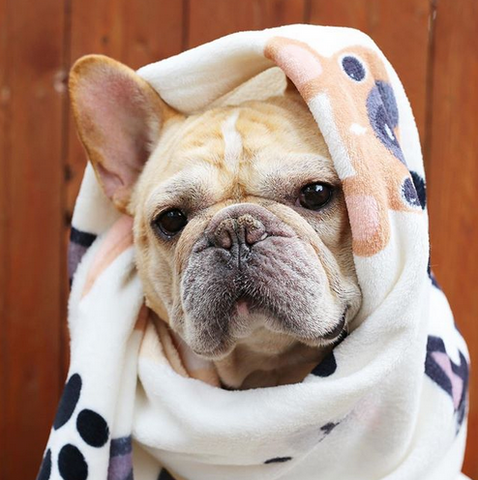 French Bulldog Love Fleece Blankets