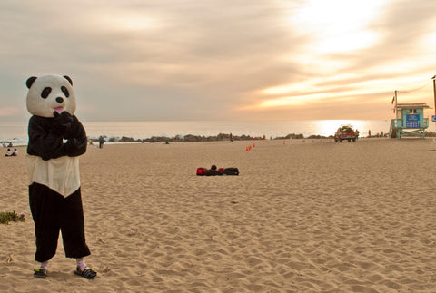 Sock Panda at the beach wearing Sandals