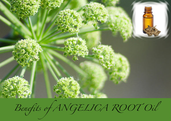 Angelica Root essential oil benefits for health & healing