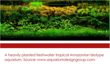 Freshwater Tropical Amazonian biotype aquarium