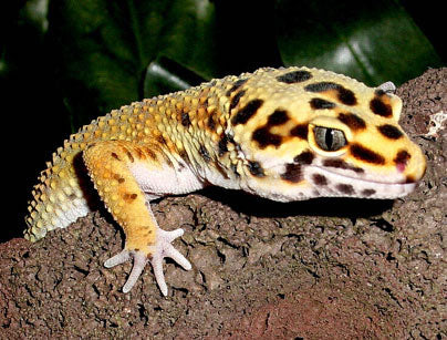 leopard gecko habitat for sale