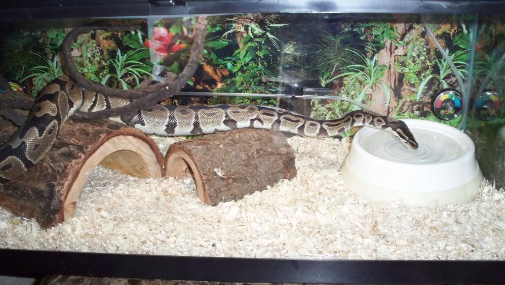 Best Substrate for Ball Pythons and 