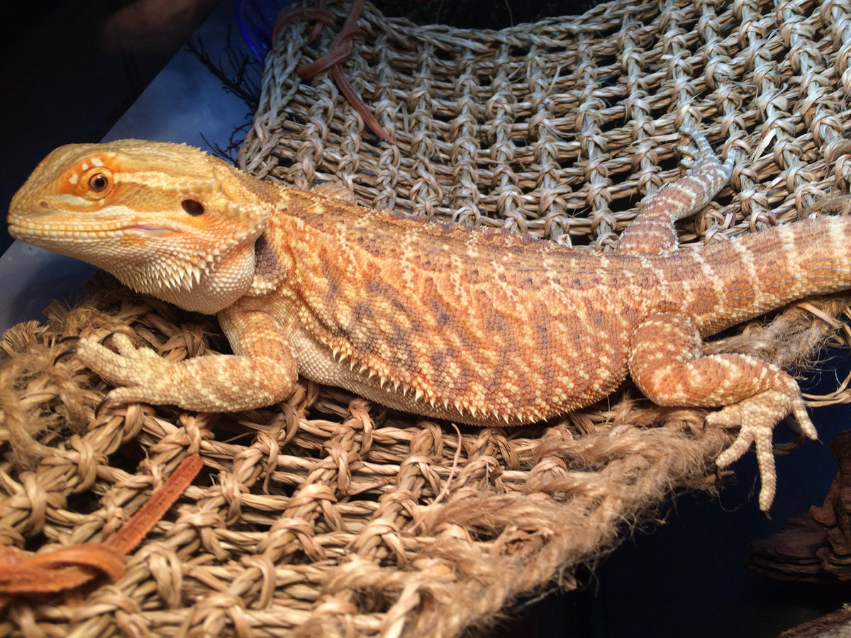 bearded dragon water conditioner