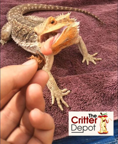 bearded crickets pinhead dragon dragons cricket feed mealworms diet eating beardie feeder keep superworms bugs does raise alive eat gender