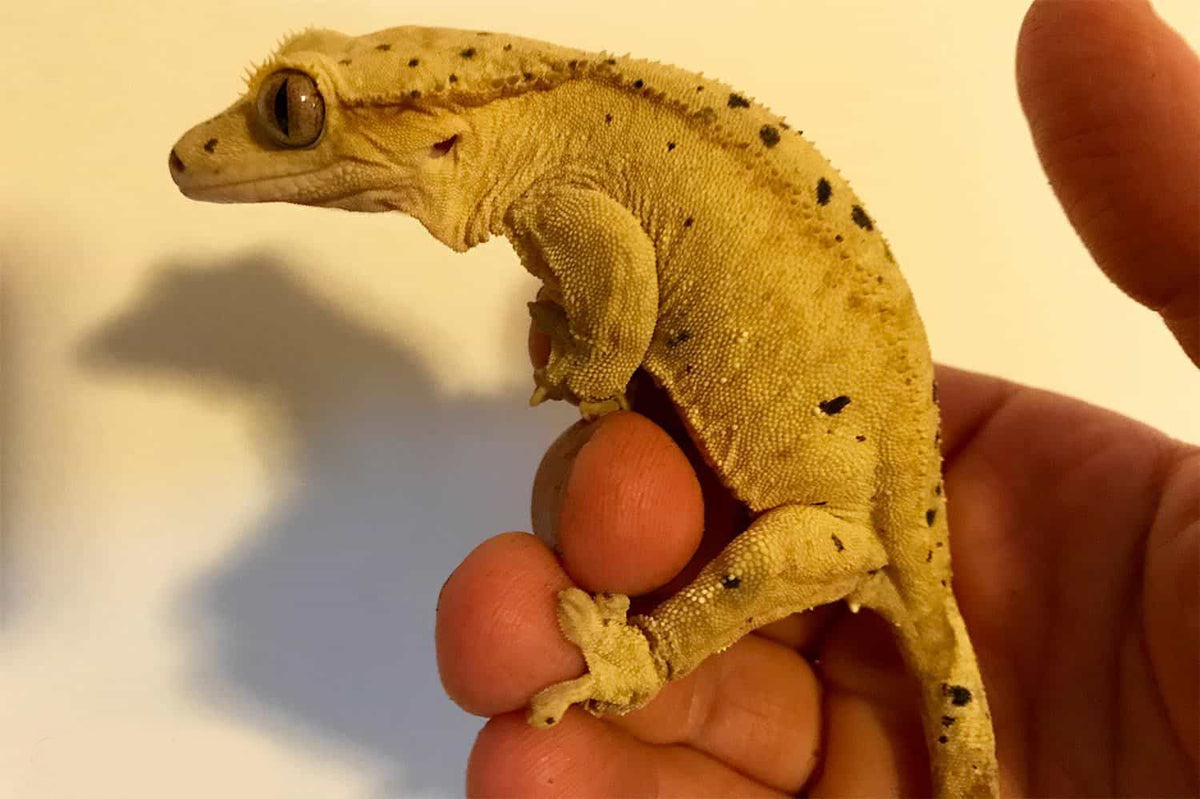 best bedding for crested geckos