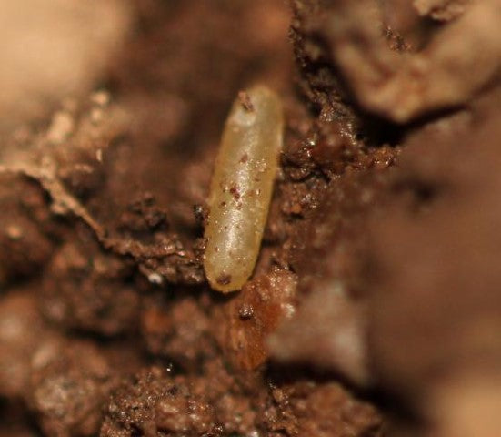 How Long Do Cricket Eggs Take to Hatch 