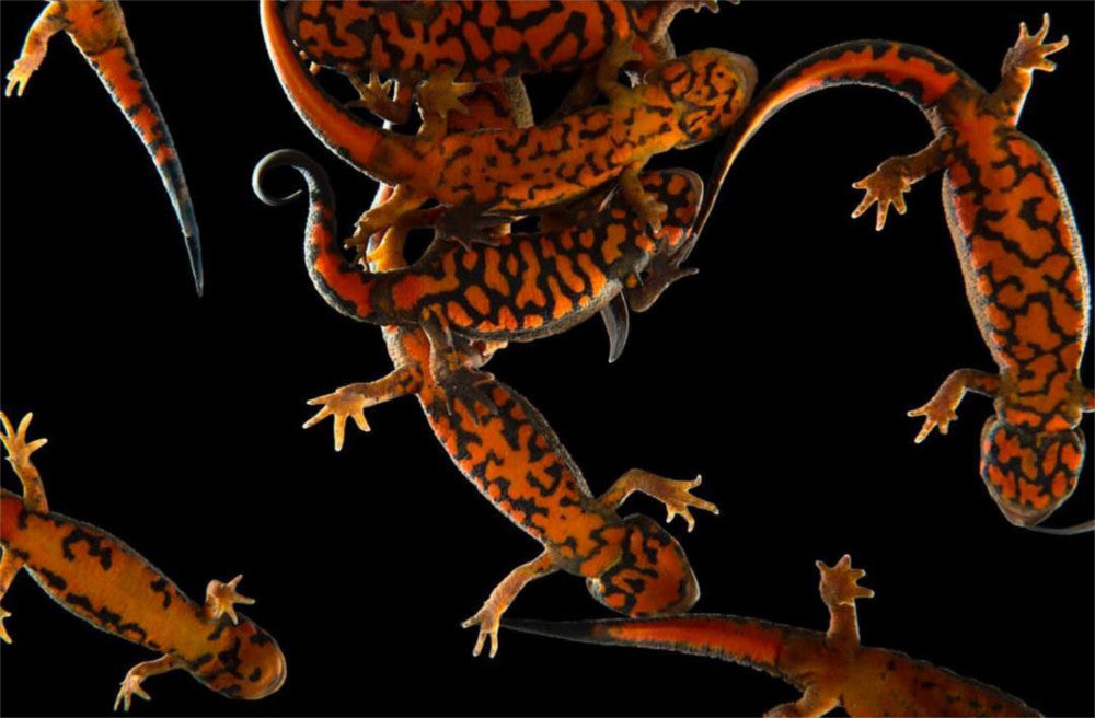 How To Care For Fire Bellied Newts The Critter Depot