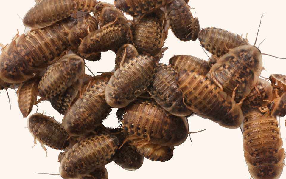 100 Small Dubia Roaches to Feed Your Reptile about 1/2" 