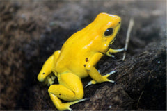 Poison Dart Frog Care Guide