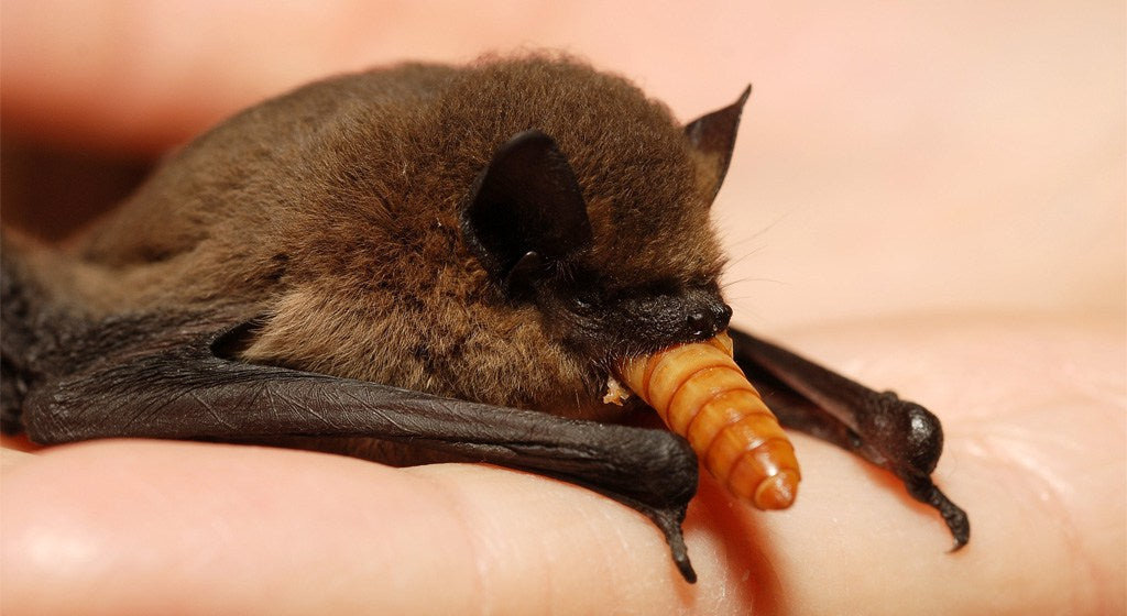 bat eating superworm