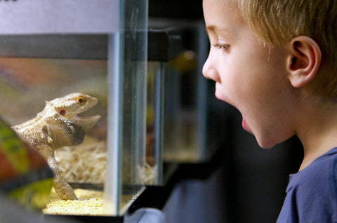 bearded dragon breeder expo