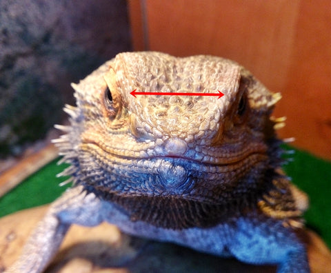 space between eyes for bearded dragon