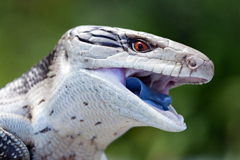 blue tongue skink care