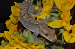 crested gecko care guide