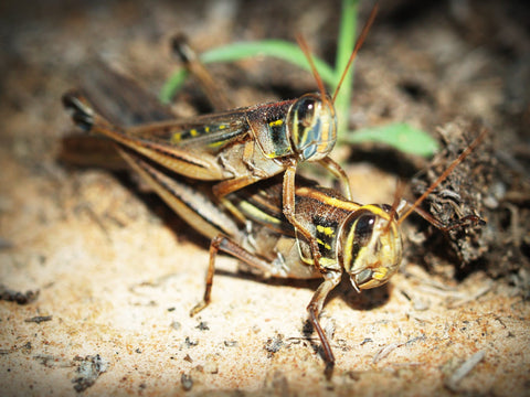 grasshoppers are not crickets