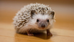 Hedgehog Pet Care Guide