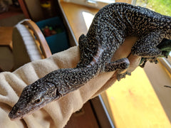 monitor lizard care guide