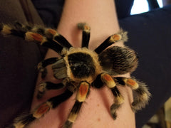 tarantula care guide