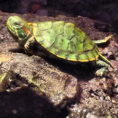red eared slider care and water temperature