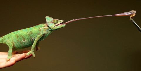 veiled chameleon eating a crickets
