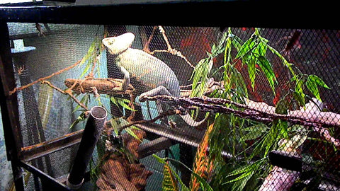 veiled chameleon habitat