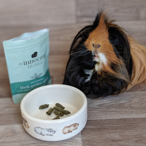 Humphrey the Guinea Pig with a bag of Innocent Pet Guinea Pig Treats