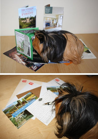 guinea pig planning agenda and writing post cards