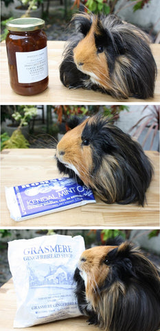 daddy's treats not allowed for guinea pigs