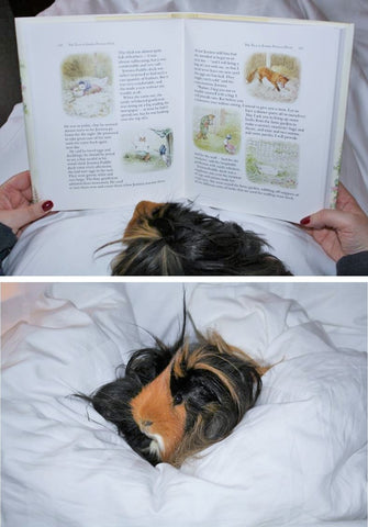 Humphrey the guinea pig enjoying some bed time Beatrix Potter reading with his Mummy