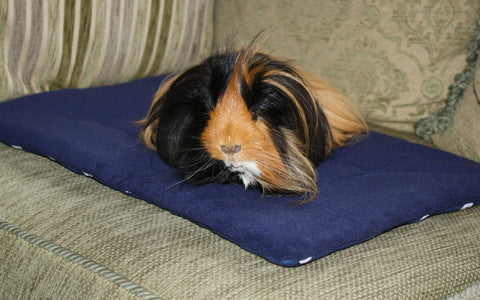 Guinea pig on sat on waterproof lap protector pad
