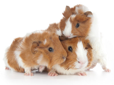 Mother and baby guinea pigs