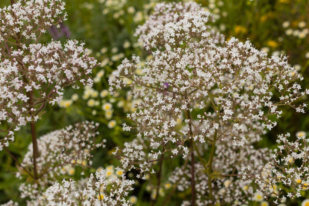 Valium From Valerian Root