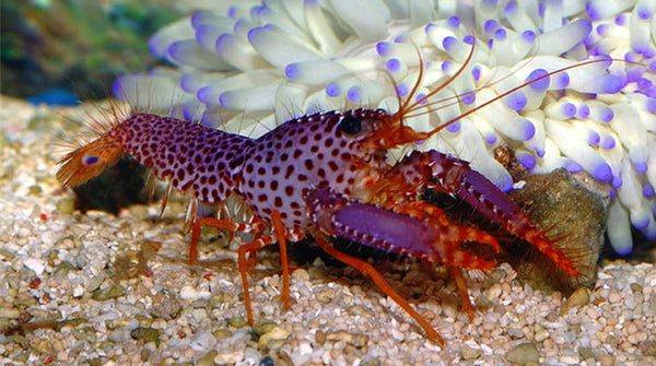purple lobster release