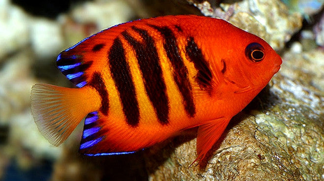 Buy Fish | Reef Fish Vivid Aquariums